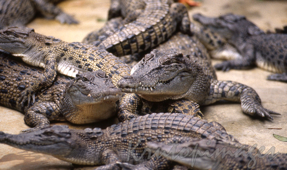 saltwater crocodiles in a Northern Territory Crocodile farm