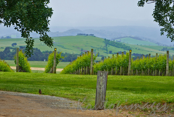 Yarra Valley Vineyards in  Victoria Australia-