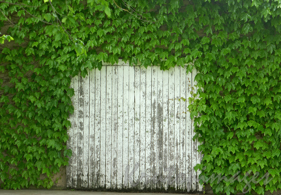 Ivy surrounded old wooden door -Yarra Valley-