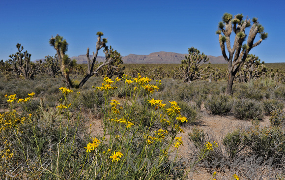 Arizona desert USA...showing wildflowers & Joshua trees