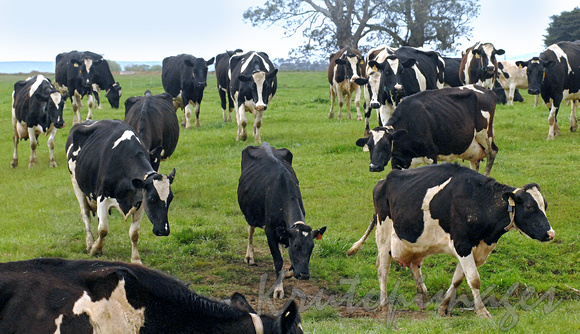 Cows-dairy cows heading to milking sheds Victoria