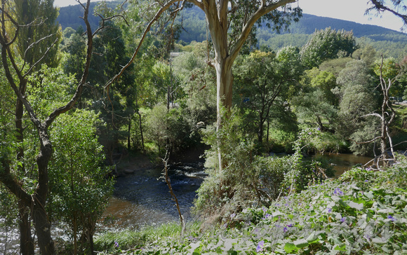 THe Yarra River in Warburton from a higher walking track