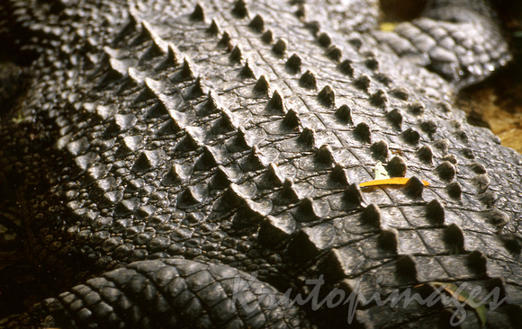 Saltwater crocodile-Detail on the back of a saltwater crocodile- a reptile that is truly prehistoric