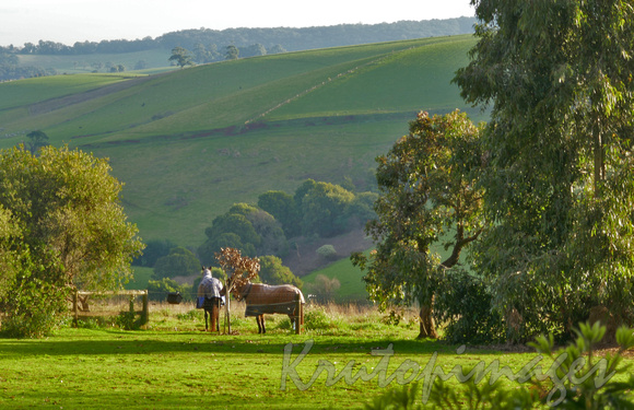 Gembrook Victoria countryside