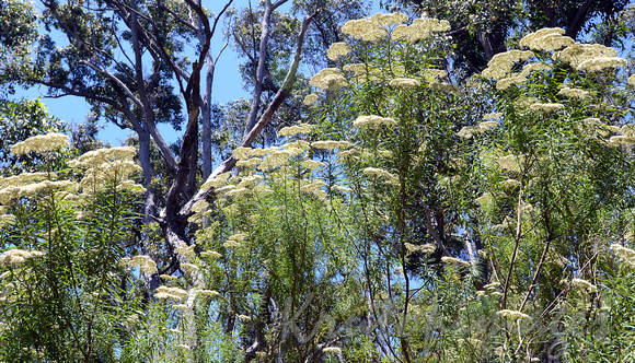 Flora in the Australian bush-wildflowers