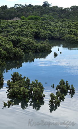 Tooradin mangroves 5782
