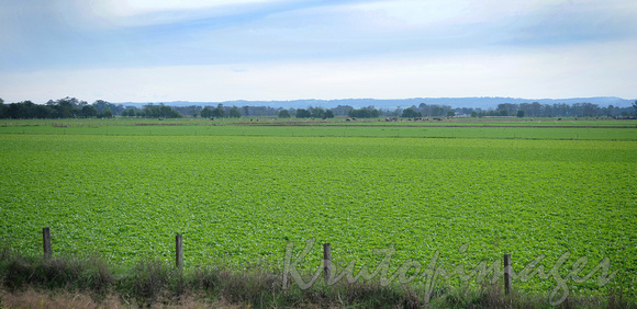 crop preparation fertilising Victoria Australia