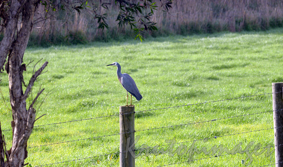 Heron sits on a fence-rural scene heron on fence