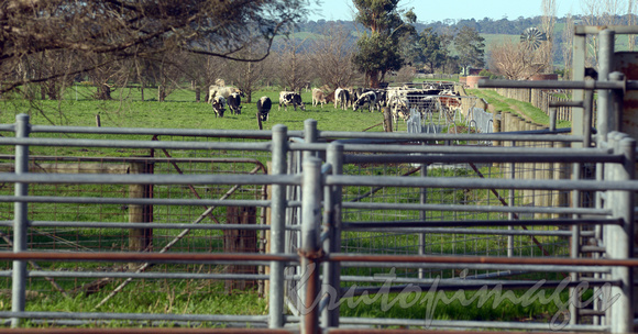 cattle behind farm gates