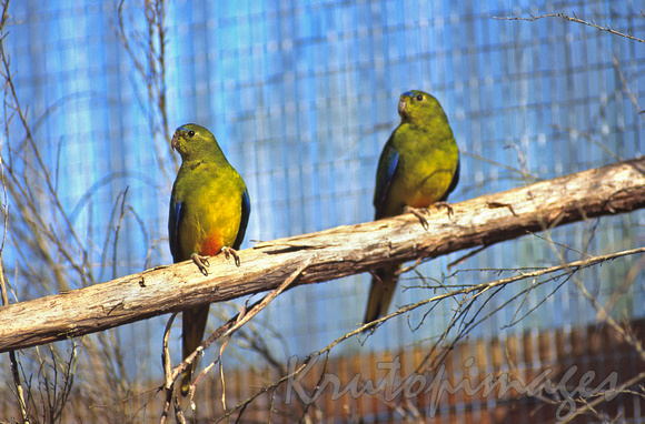 Green Bellied Parrots