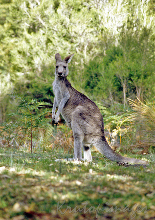 Kangaroo in the bush