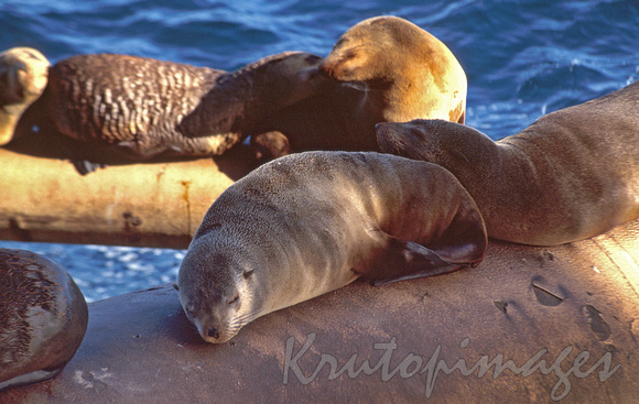 seals rest on Bass Strait platform strut066