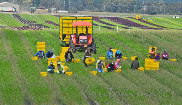 Harvesting- Itinerant workers in the field