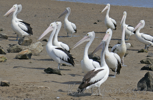 Pelicans on shore