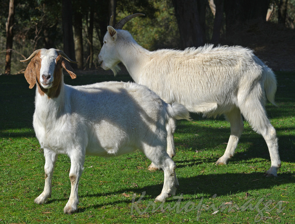 Goats in roadside paddock