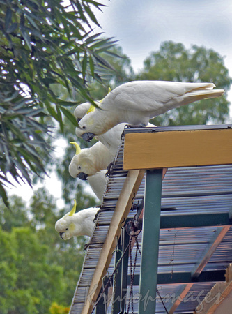 curious Crested Cockatoos on roof