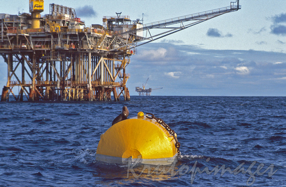 Offshore bouy with one lone seal and platforms in background