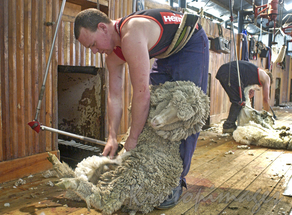 Sheep shearing series-2