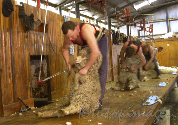 Sheep shearing series-blur