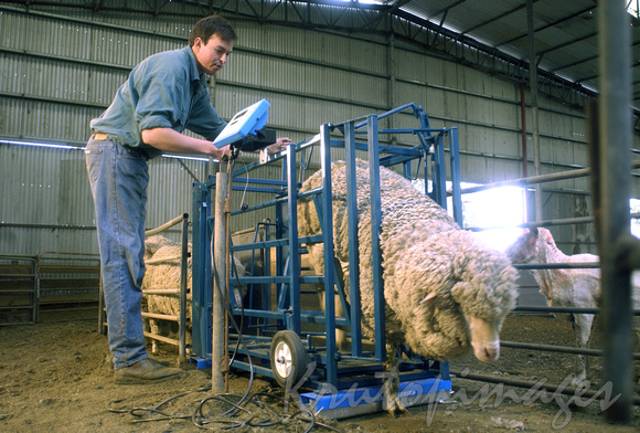 Sheep shearing series-weigh in