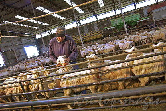 Sheep shearing series1