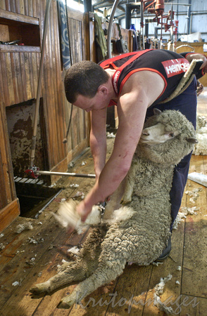 Sheep shearing series3