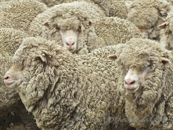 Sheep-Merino heads close up