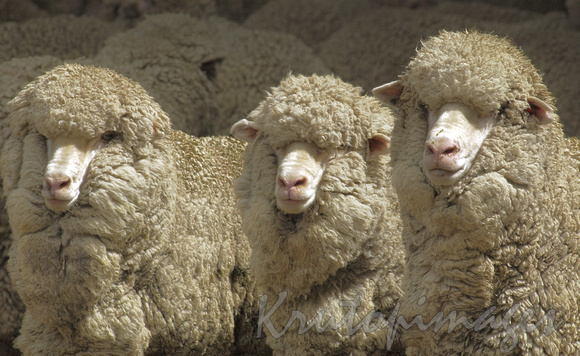 Sheep shearing series-Merinos.