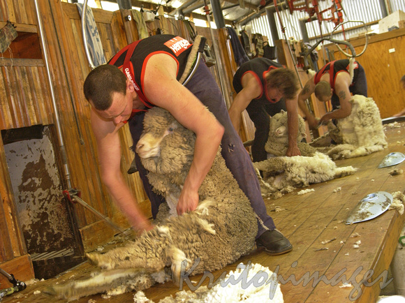 Sheep shearing series