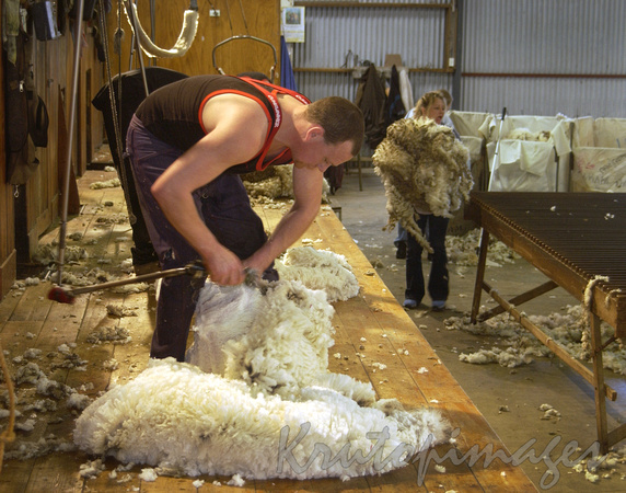 Sheep shearing series11