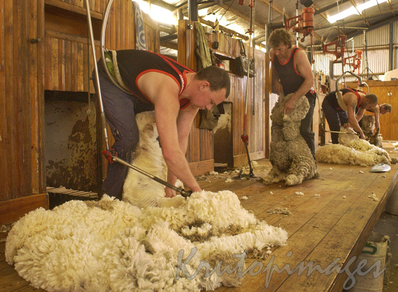 Sheep shearing series12