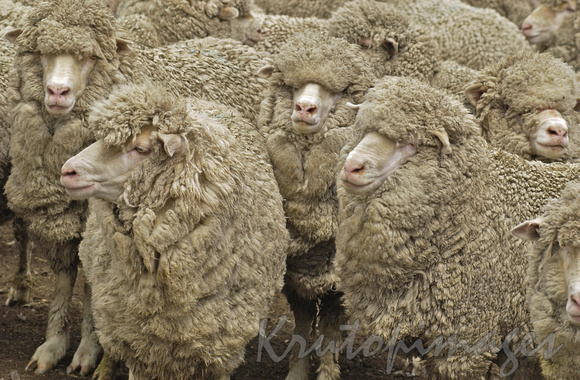 Sheep wait to be shorn