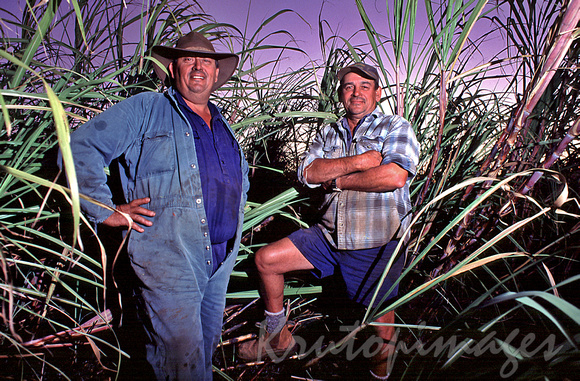 Sugar cane workers in the crops