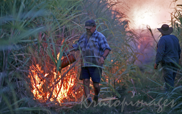 Sugar cane workers Nth Queensland