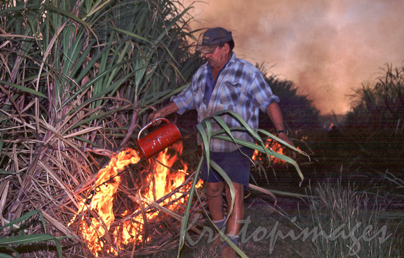 Sugarcane Queensland series1