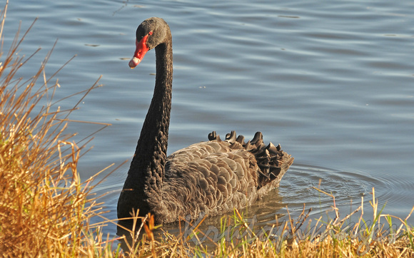 Swan-Black Swan  in lake