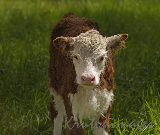 Cattle-YOUNG steer