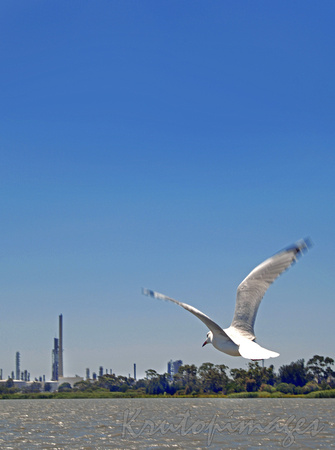 Seagull in flight -refinery in background