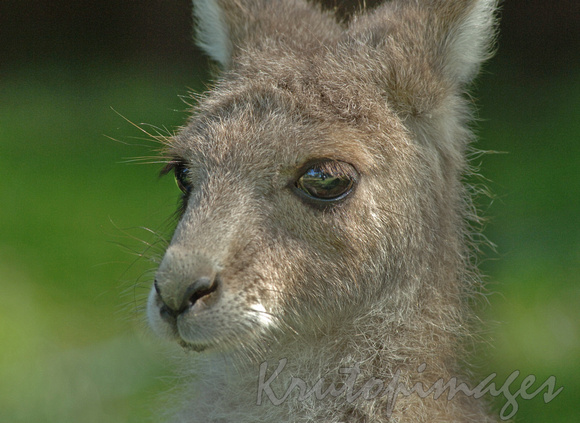 Kangaroo headshot close up of a Joey