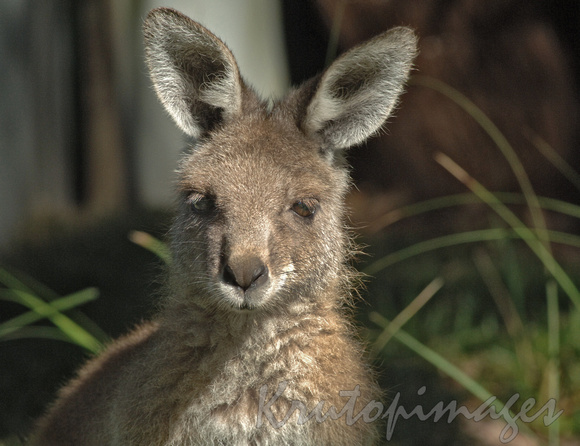 Kangaroo portrait, Joey looking at viewer