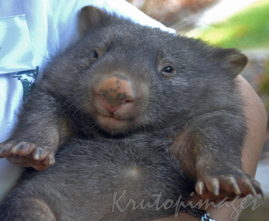 Wombat baby in arms
