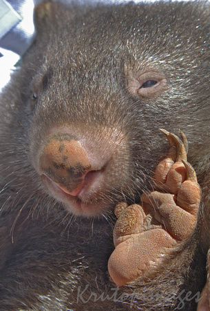 wombat close up and paw held in the air