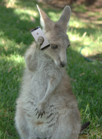Kangaroo-Roo & Apple