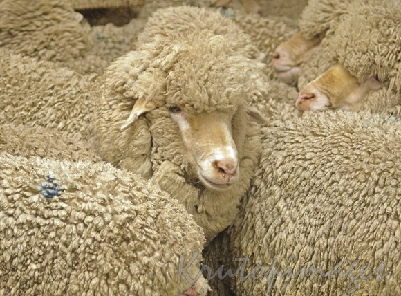 Sheep shearing series5