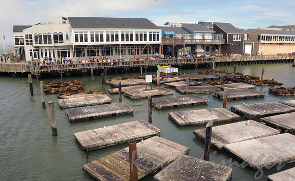 Fisherman's wharf San Francisco Pier 39 seals on pontoons