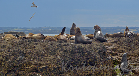 Seals on Seal Rocks Phillip Island