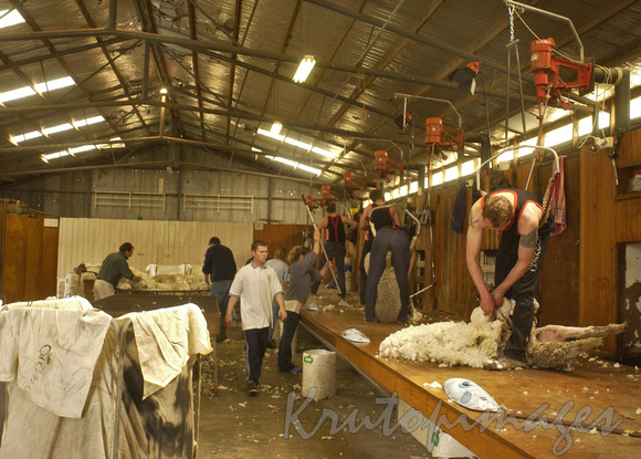 shearing shed activity