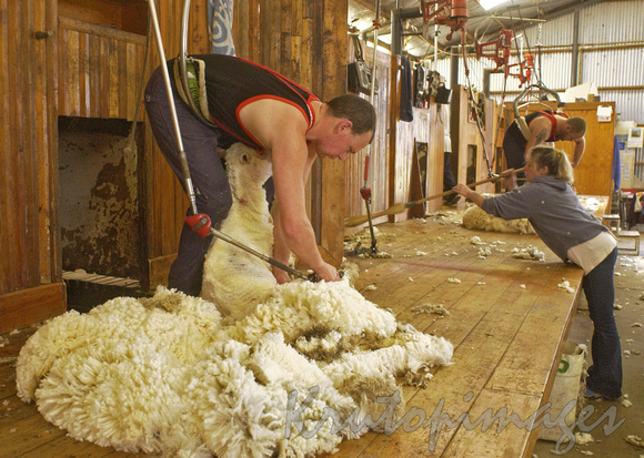Sheep shearing activity inside shearing shed.