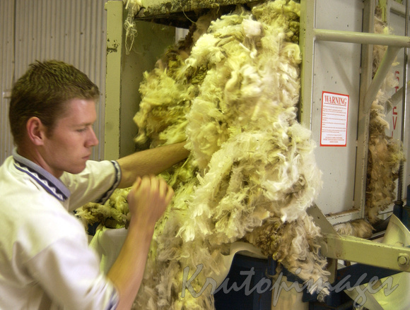 Sheep shearing-wool press