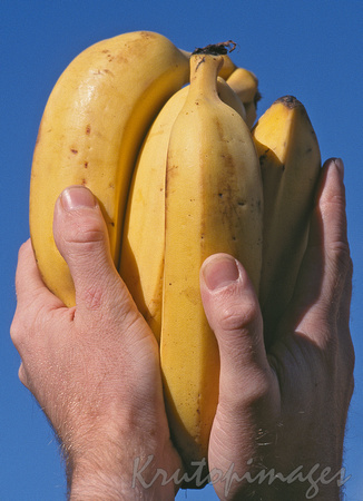 Fruit-Bananas in hands with blue sky backdrop
